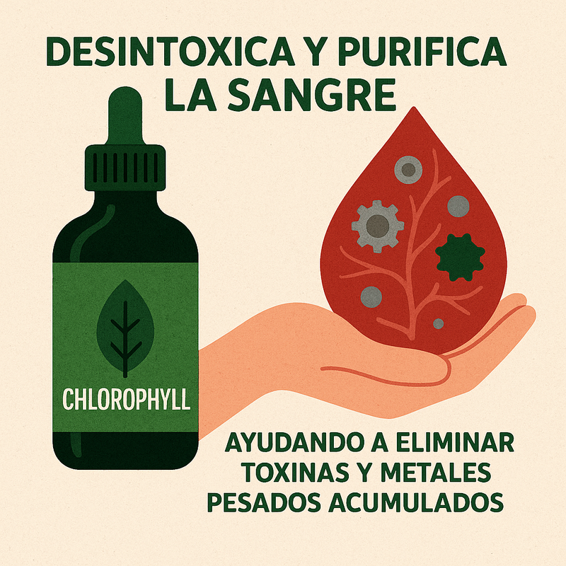 Desintoxica y purifica la sangre, ayudando a eliminar toxinas y metales pesados acumulados.